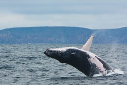 Whale watching