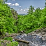 Australian Rainforest Walk