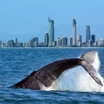 Winter Travel Activities in Brisbane