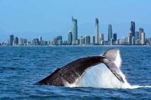 Winter Travel Activities in Brisbane
