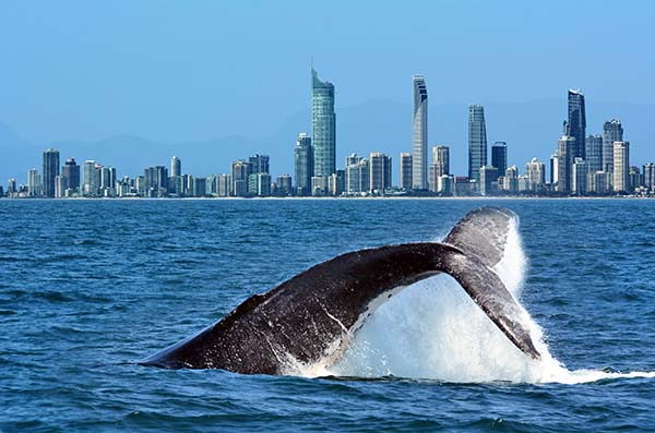 Whale-watching|Fishing|Whale watching